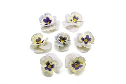 Виола обезвоженная "Ледяная сказка" объемная 15 шт